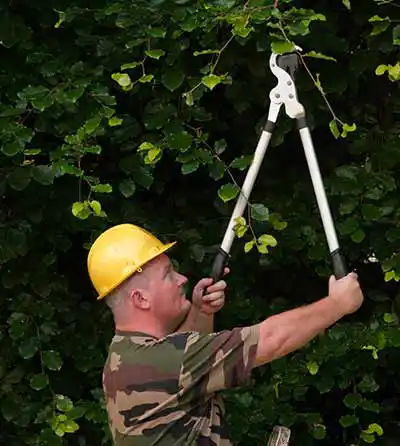 Hedge Trimming & Pruning, Raleigh, NC