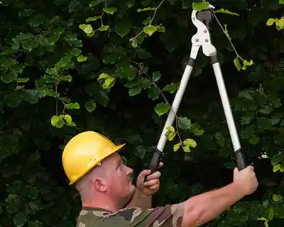 Hedge Trimming & Pruning, Raleigh, NC